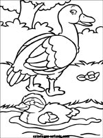 Coloriages de canards