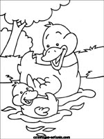 Coloriages de canards