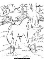 Coloriages de chevaux