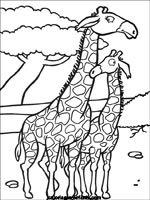 Coloriages de girafes