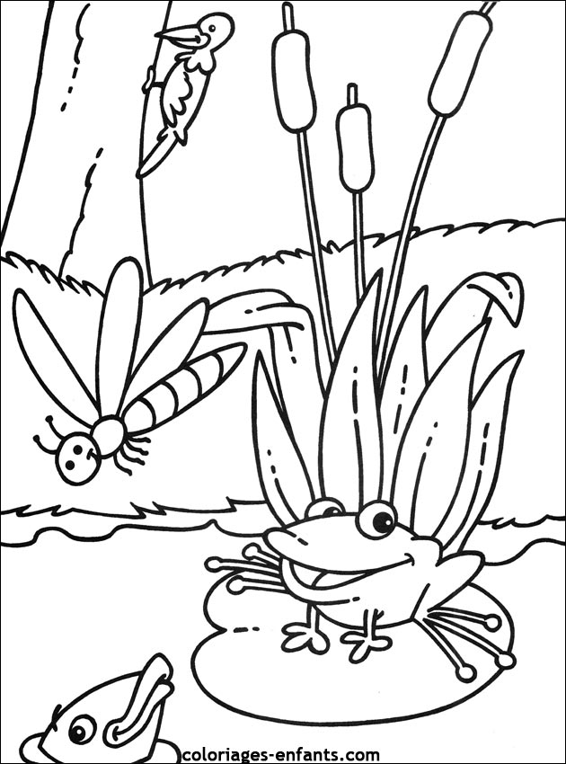 coloriage de grenouille sur coloriages-enfants.com