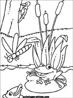 Coloriages de grenouilles