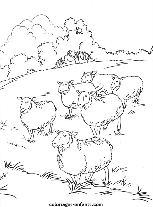 coloriage d'animaux - dessin de mouton  colorier