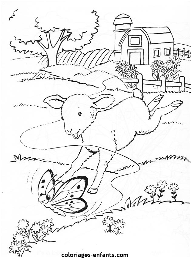 coloriage d'animaux - dessin de mouton  colorier