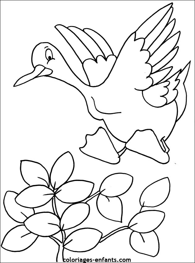 coloriage d'oiseaux - dessin  colorier d'animaux