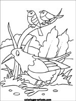 Coloriages d'oiseaux