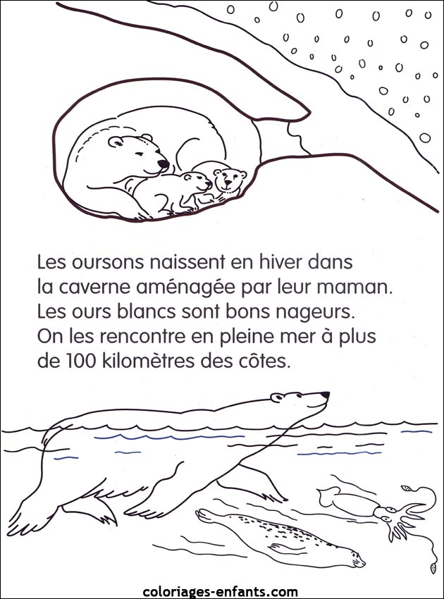 coloriage d'animaux - dessin d'ours  imprimer pour les enfants