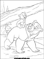 Coloriages d'ours