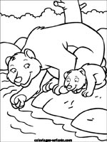 Coloriages d'ours