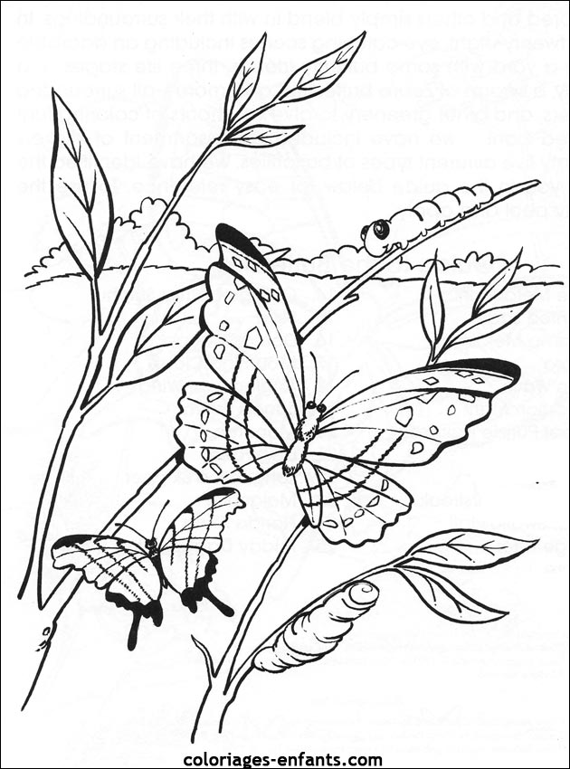coloriage de papillons sur coloriages-enfants.com