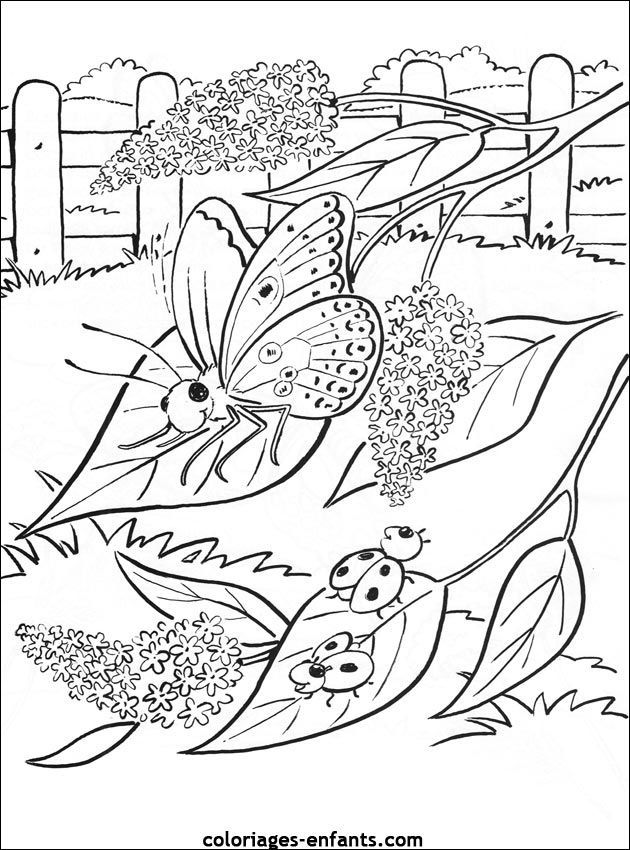 coloriage de papillons sur coloriages-enfants.com