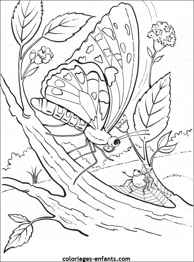 coloriage de papillons sur coloriages-enfants.com