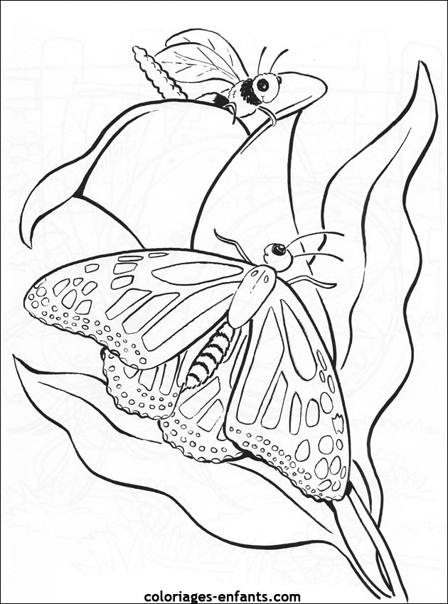 coloriage de papillons sur coloriages-enfants.com