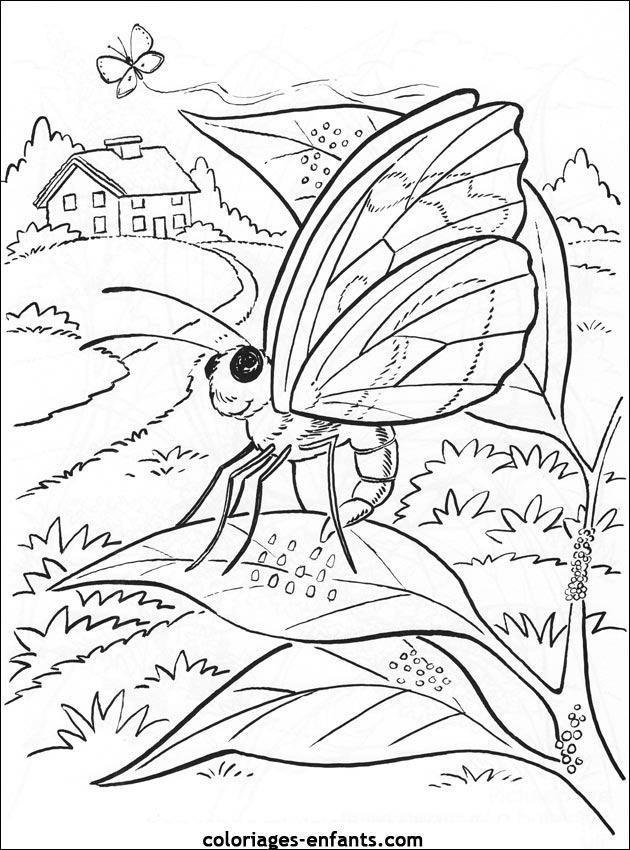 coloriage de papillons sur coloriages-enfants.com
