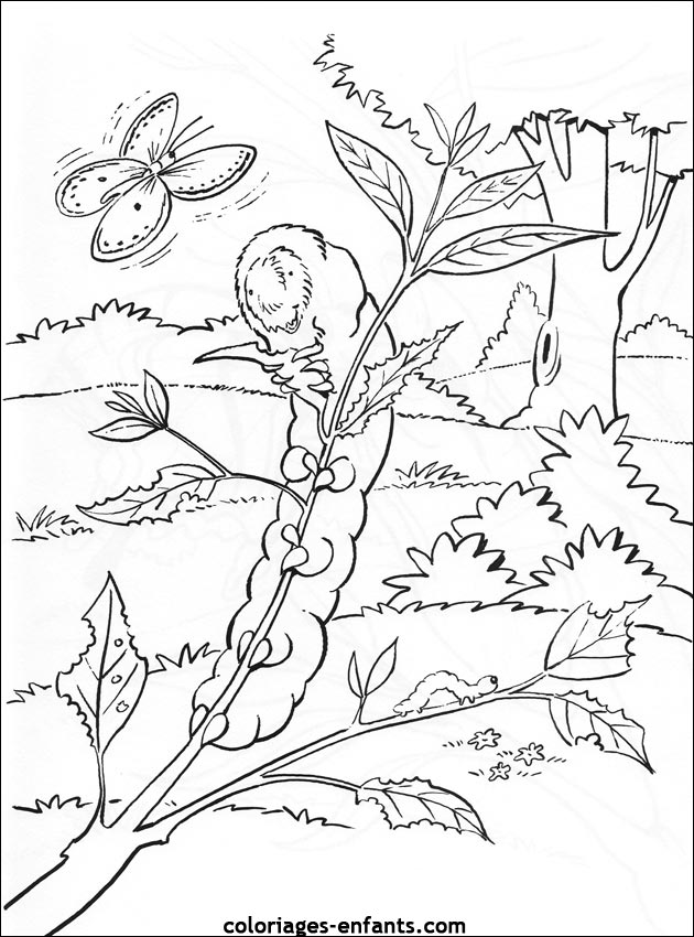 coloriage de papillons sur coloriages-enfants.com