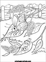 Coloriages de papillons