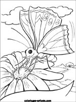 Coloriages de papillons