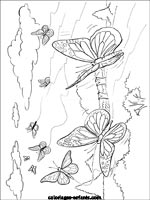 Coloriages de papillons