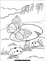 Coloriages de papillons