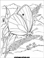 Coloriages de papillons