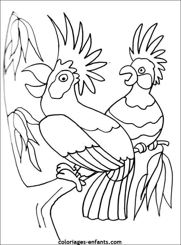 Coloriage Dperroquets De La Rubrique Animaux à Imprimer De Coloriages