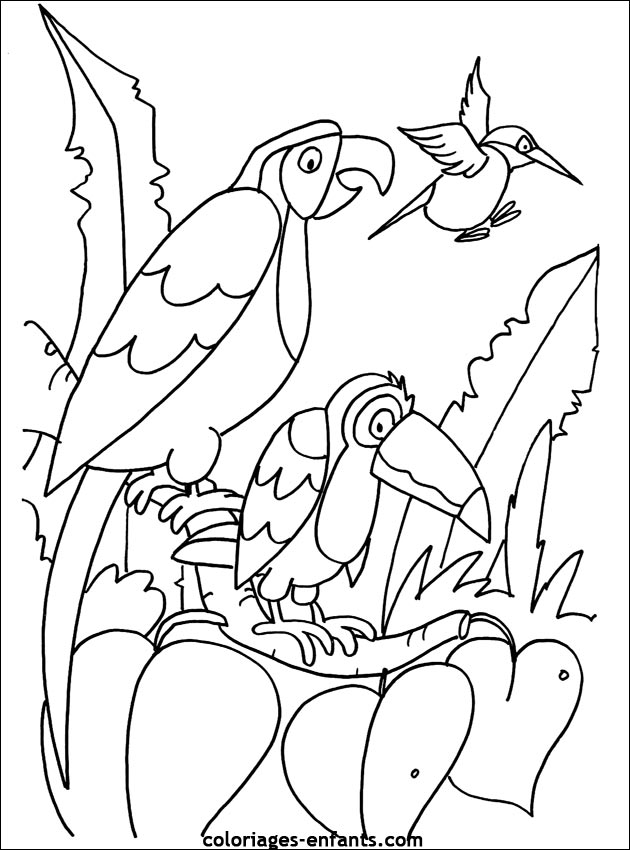 coloriage de perroquet sur coloriages-enfants.com