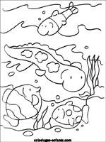 Coloriages de poissons