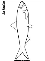 coloriage de sardine