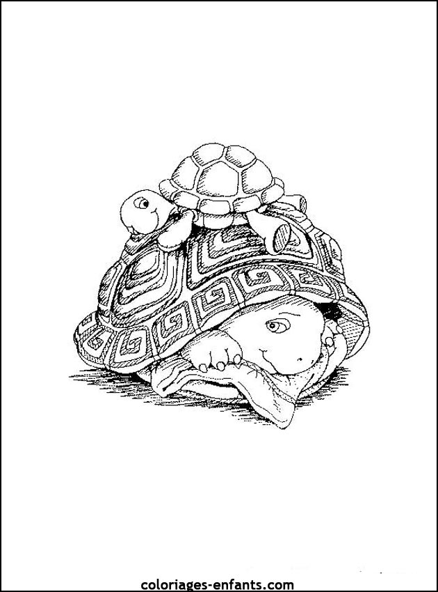 coloriage de tortues - dessins d'animaux  imprimer