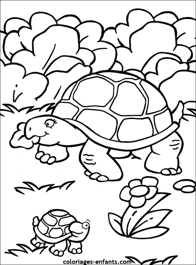 coloriage de tortues - dessins d'animaux  imprimer