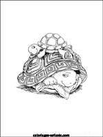 Coloriages de tortues