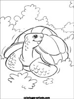 Coloriages de tortues