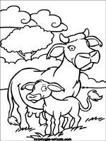 Coloriages de vaches