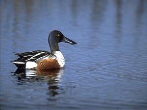 fond d'écran de canards