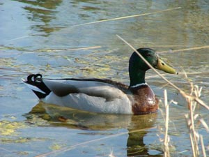 fond d'écran de canards