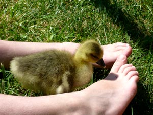 fond d'écran de canards