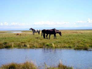 fonds d'écran de chevaux