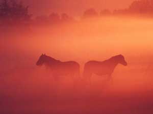 fonds d'écran de chevaux