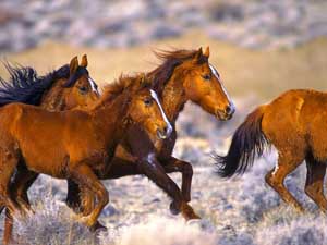 fonds d'écran de chevaux