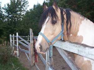 fonds d'écran de chevaux