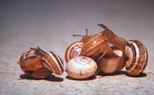 Fonds d'cran d'escargots