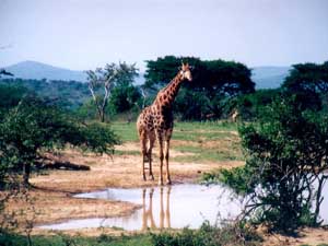 Fonds d'écran de girafes