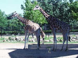 Fonds d'cran de girafes