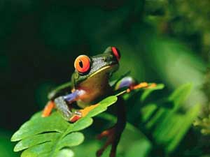 Fonds d'cran de grenouilles