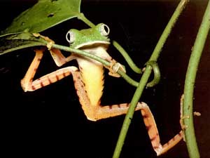 Fonds d'cran de grenouilles