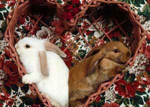 Fonds d'cran de lapins