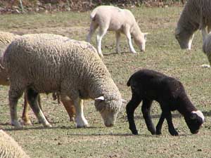 Fonds d'écran de moutons