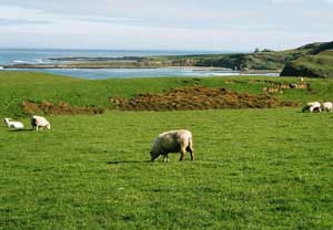 Fonds d'écran de moutons