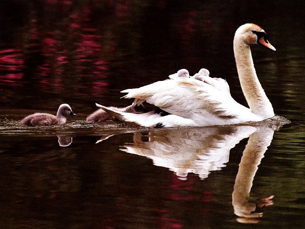 Les fonds dcran doiseaux