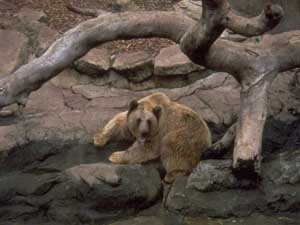 Fonds d'cran d'ours